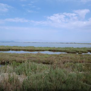 Laguna de l’Encanyissada1